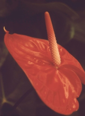 Products Close up of a red anthurium.