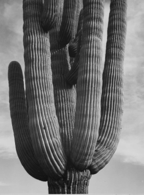 Products Category Cactus