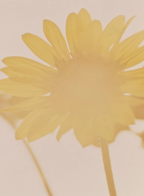 Products Category Sunflowers